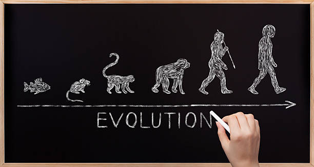tablica ewolucja - simplicity blackboard education chalk zdjęcia i obrazy z banku zdjęć