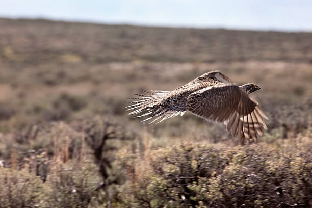 istock Sage grouse takes flight Dinosaur National Monument Colorado copy space 519393676