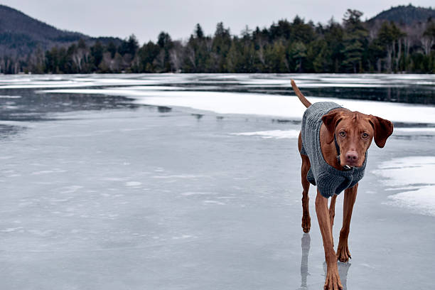 istock Puppy on the lake 519396240