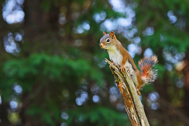 Female Red Squirrel Perched on Branch stock photo