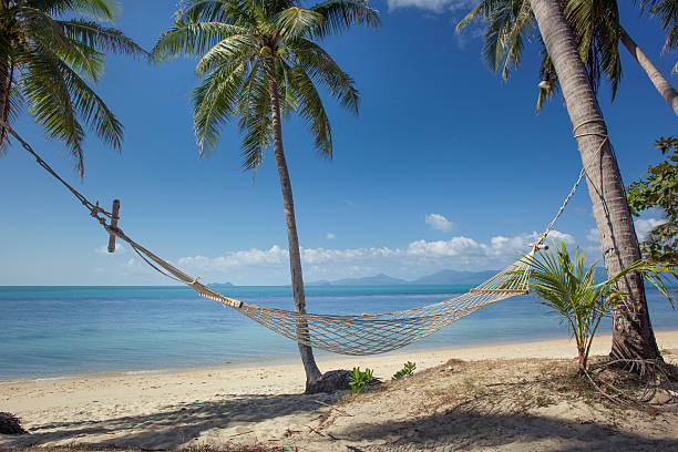istock Hammock hanging from coconut palm trees at tropical beach. 519400086