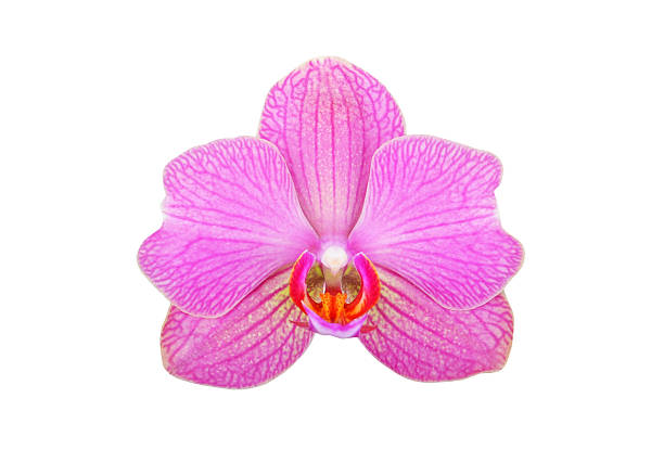 istock Pink orchid flower 519400364