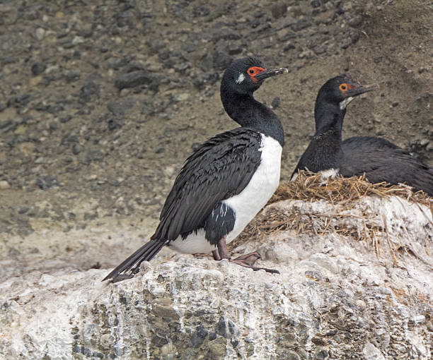 istock Rock Cormorant by its Nest 519401060