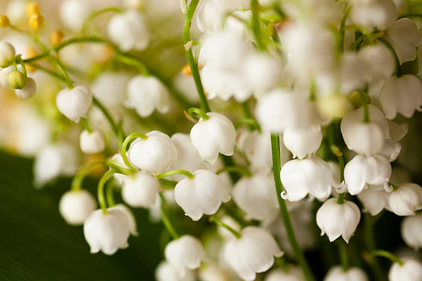 istock Lily of the valley close-up 519401714