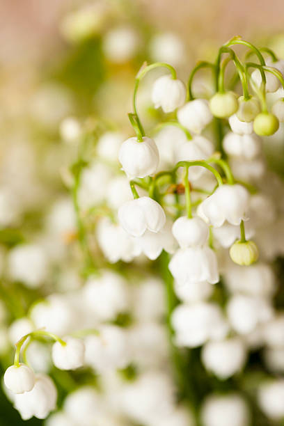 istock Flower lily of the valley 519401762