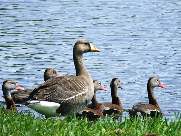 istock Greater White-fronted Goose & Black-bellied Whistling Ducks 519402084