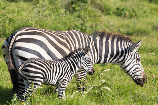 Fully grown wild plains Zebra standing in its African wildlife reserve