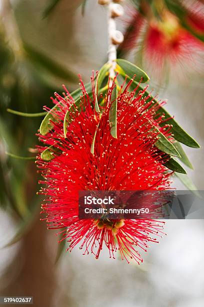 Callistamin Stock Photo - Download Image Now - Bottlebrush - Plant, Eucalyptus Tree, Flower