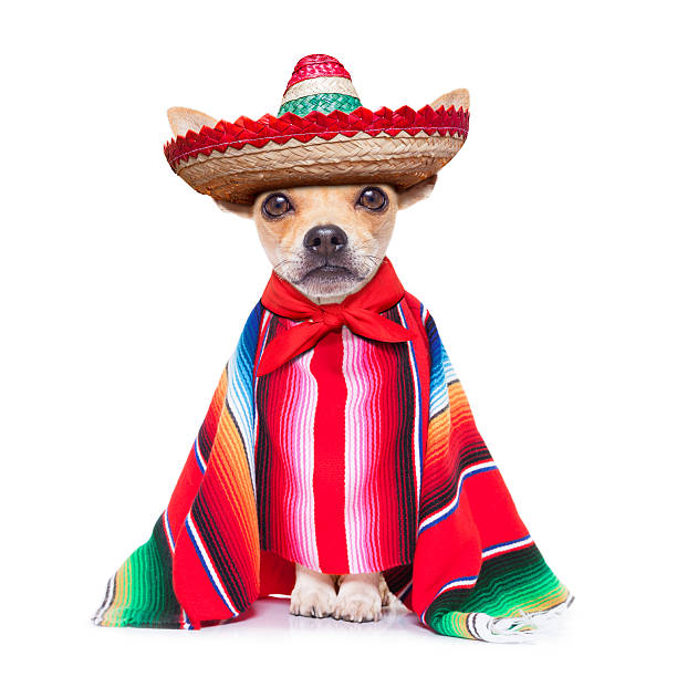 maxican chihuahua fun mariachi mexican chihuahua dog wearing a sombrero hat and red poncho, isolated on white background chihuahua dog photos stock pictures, royalty-free photos & images