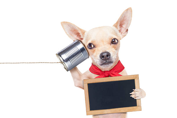 perro en el teléfono - tin can phone fotografías e imágenes de stock