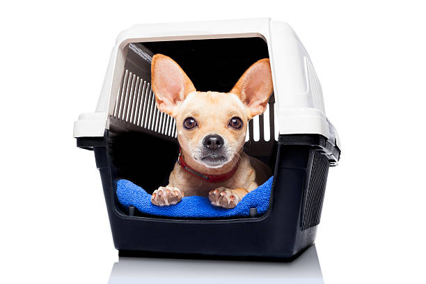 dog crate box chihuahua dog inside a box or crate for animals, waiting for an owner, isolated on white background transportation cage stock pictures, royalty-free photos & images