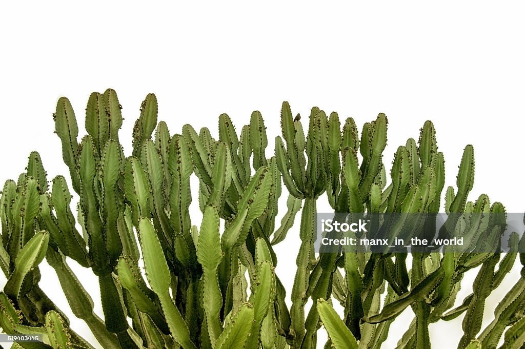 Peruvian Apple Cactus Cereus repandus (syn. Cereus peruvianus), the Peruvian Apple Cactus, is a large, erect, thorny columnar cactus found in South America as well as in the Dutch Caribbean. It is also known as Giant Club Cactus, Hedge Cactus, cadushi, (in Wayuunaiki Apple - Fruit Stock Photo