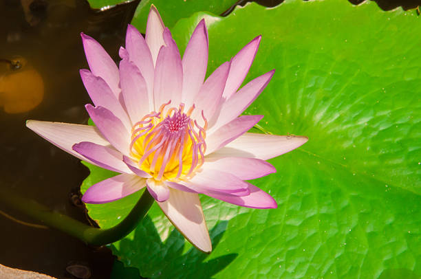 A beautiful pink waterlily or lotus flower in pond