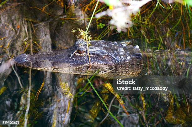 Crocodile Had Above Water Stock Photo - Download Image Now - American Crocodile, Crocodile, Horizontal