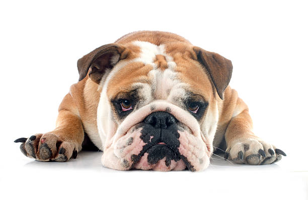 bulldog inglês - dog sadness large isolated - fotografias e filmes do acervo