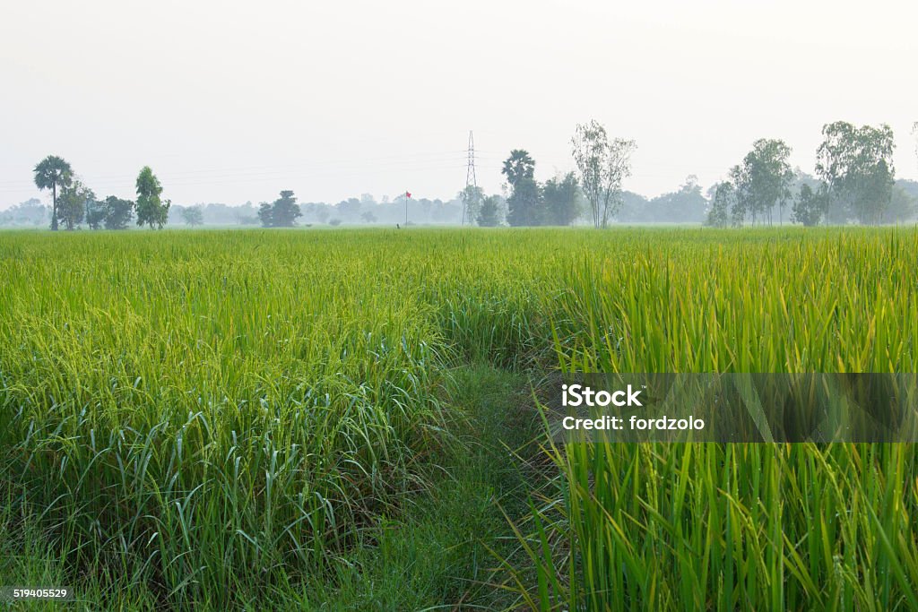 Rices And Fields Blowing Stock Photo