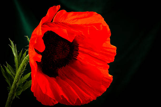 istock beautiful wild-growing red poppy 519405821