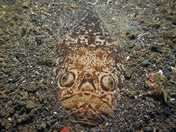 Stargazer Trying to hide out in the sand stargazer fish stock pictures, royalty-free photos & images