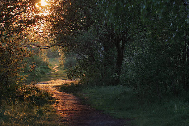 istock road through a golden forest at sunset 519407991