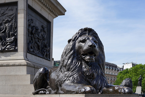 One of the four lion statues at the base of Trafalgar Square in London, UK.  The statues were erected in 1867 and were made by the artist Sir Edwin Landseer.