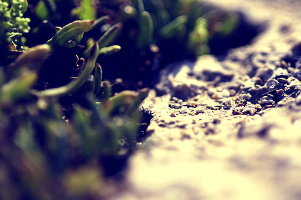 Nature vintage wallpaper