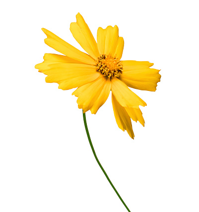 Yellow flower coreopsis isolated on white background