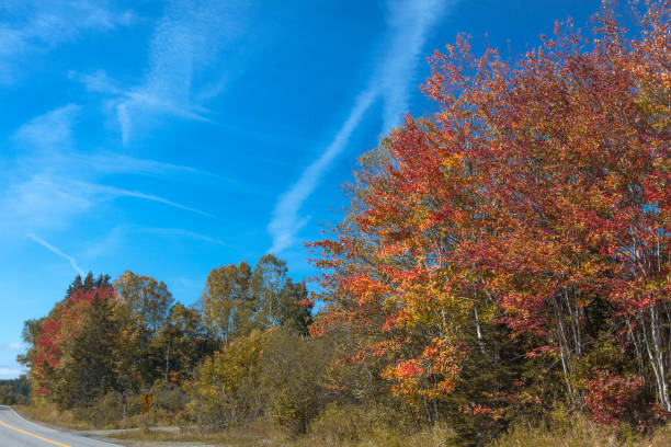 istock Autumn trees change color with blue cloud sky 519409743