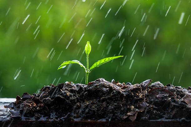 Green sprouts in the rain