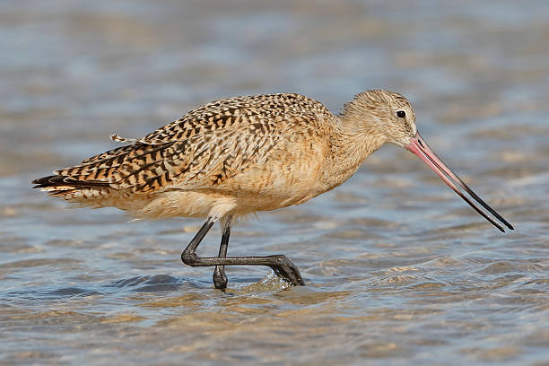 istock Marbled Godwit Foraging in a Tidal Pool - Florida 519421296