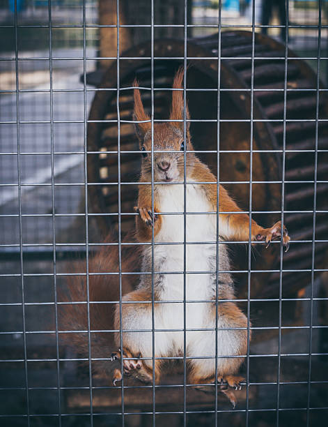istock Cute red squirrel in the cage 519421756