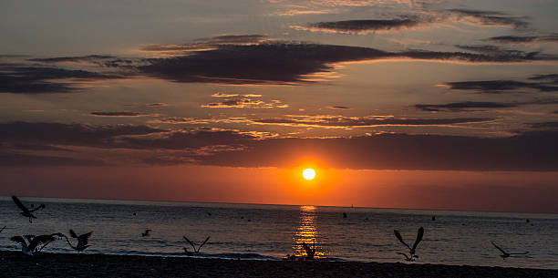 istock Sunrise on the beach with seagulls 519422372