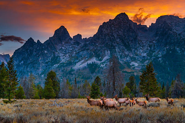 istock Grand Tetons Landscape 519422662