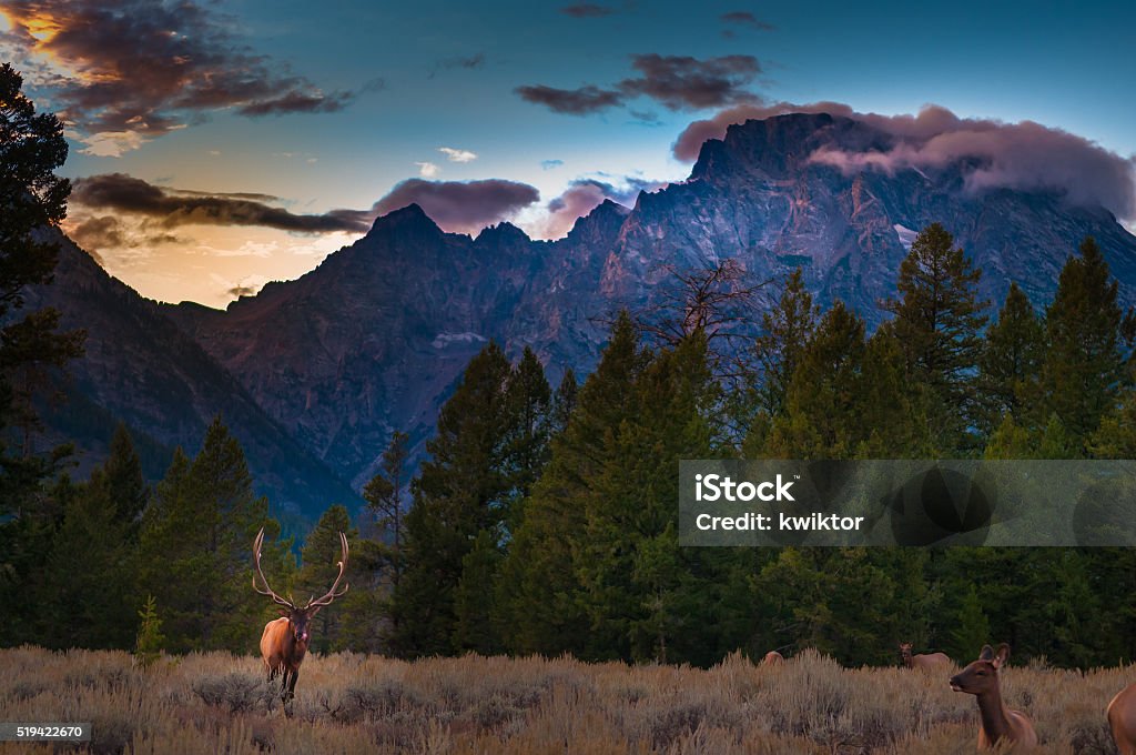 Grand Tetons Landscape Grand Teton Elks near the road at Sunset Moose Stock Photo