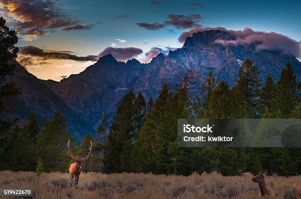Grand Tetons Landscape Stock Photo - Download Image Now - Moose, Colorado, Animal Wildlife