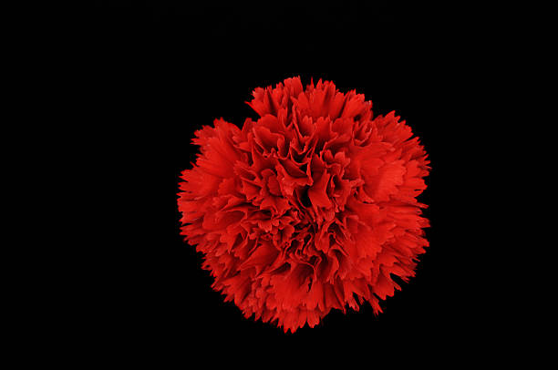 red dianthus carnation flower isolated on black background flamenco photos stock pictures, royalty-free photos & images