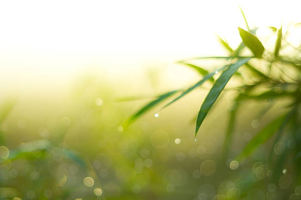 Defocused Bokeh, twinkling lights green and yellow blurred bokeh abstract light spring forest background. Natural bokeh from bamboo leaf. Blur picture style.