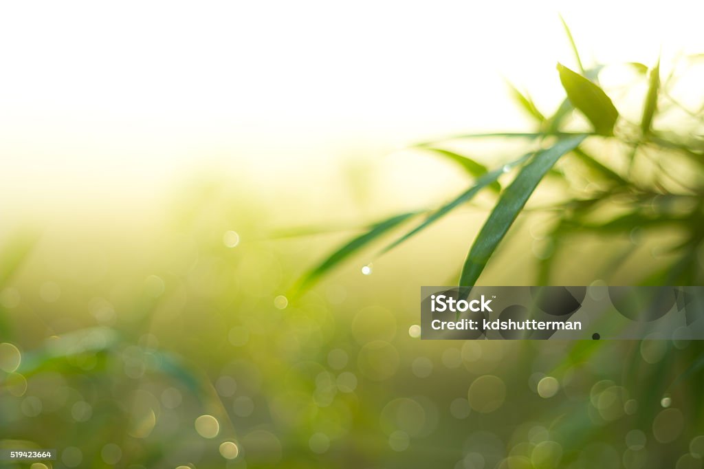 Twinkling lights blurred natural bokeh Defocused Bokeh, twinkling lights green and yellow blurred bokeh abstract light spring forest background. Natural bokeh from bamboo leaf. Blur picture style. Bamboo - Plant Stock Photo