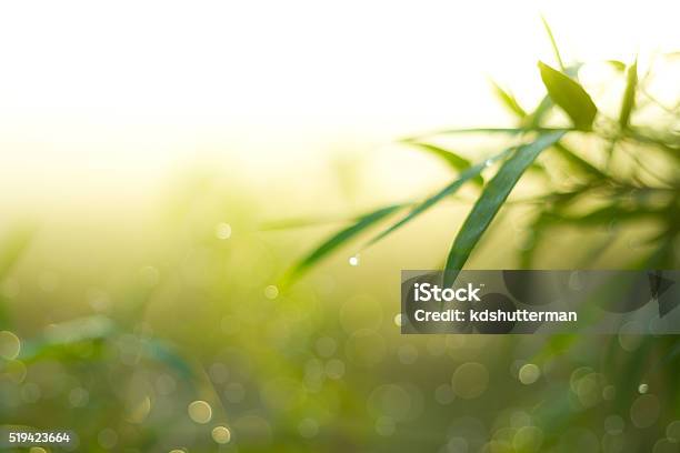 Twinkling Lights Blurred Natural Bokeh Stock Photo - Download Image Now - Bamboo - Plant, Defocused, Nature