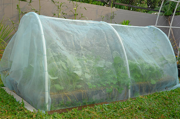 istock fresh vegetable in raised bed garden 519424778