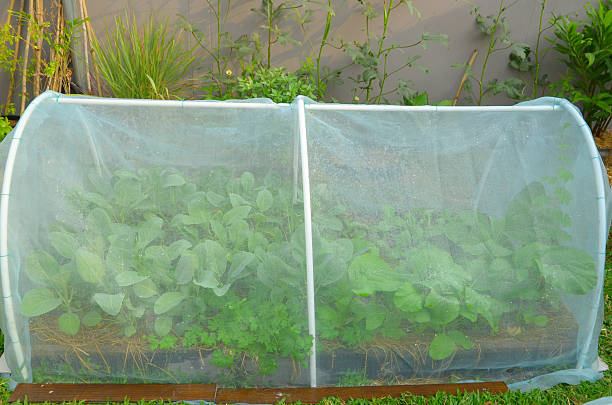 istock fresh vegetable in raised bed garden 519424988