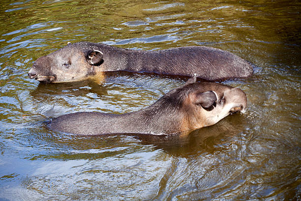 baird s tapir (tapirus bairdii - tapir endangered species turf bizarre zdjęcia i obrazy z banku zdjęć