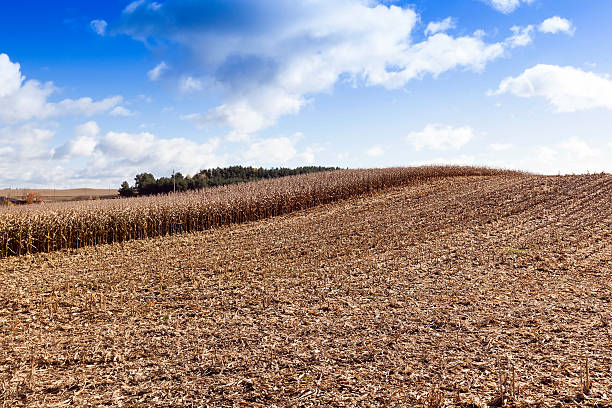 istock Field of dried corn 519425260