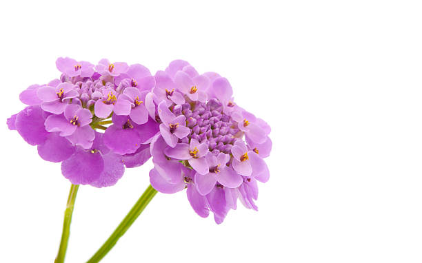 istock purple flower isolated 519425736