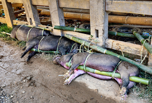 Alive pigs tied on bamboo beam for sacrifice to the funeral ceremony. In Toraja the funeral ritual is the most elaborate and expensive even. Tana Toraja. South Sulawesi, Indonesia