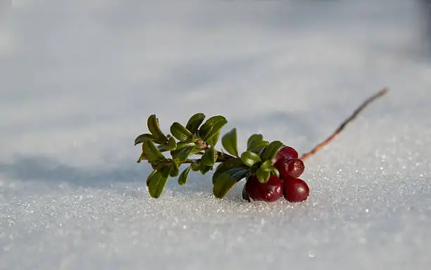 Overwintered  red bilberry (or clusterberry) on snow surface. Close-up.