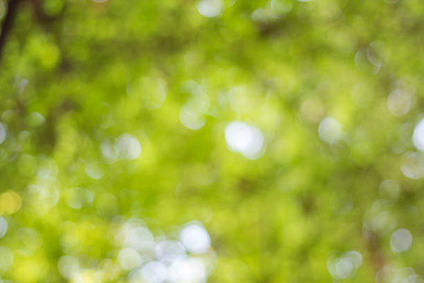 istock abstract green nature background with blurry bokeh defocused lights 519427640