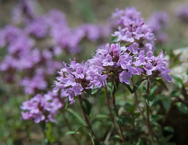 Purple thyme flowers. Plant used in food and herbal medicine