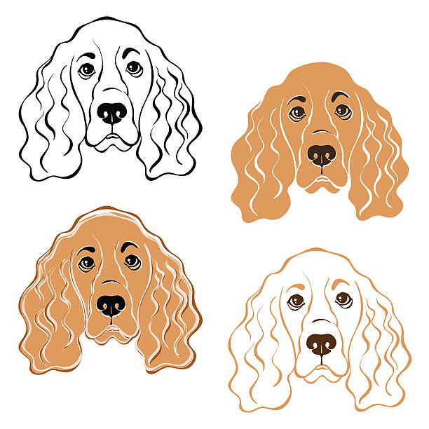 Cocker Spaniel Face Vector 70+ Cocker Spaniel Silhouette Stock Illustrations, Royalty-Free Vector ...