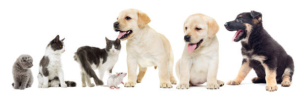 istock cat and puppy Labrador and rat 519429194