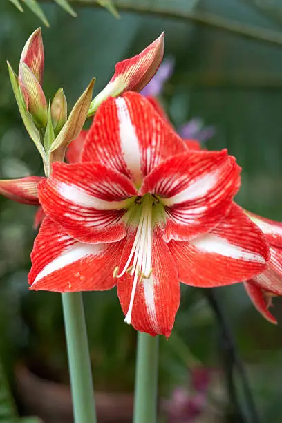 Hippeastrum 'Baby Star' has red flowers with a central white star 